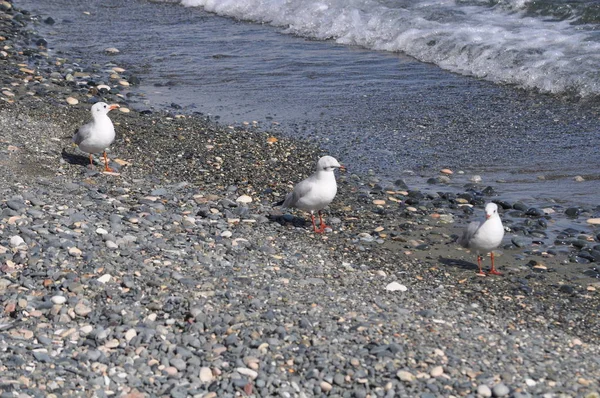 Belo Pássaro Larus Ridibundus Gaivota Cabeça Preta Ambiente Natural — Fotografia de Stock