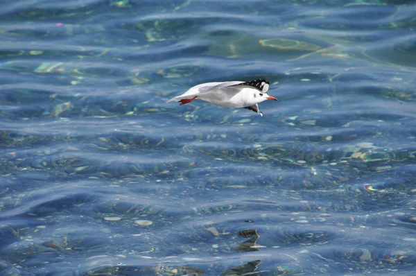 Belo Pássaro Larus Ridibundus Gaivota Cabeça Preta Ambiente Natural — Fotografia de Stock