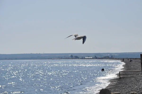 Bel Oiseau Larus Ridibundus Mouette Tête Noire Dans Milieu Naturel — Photo