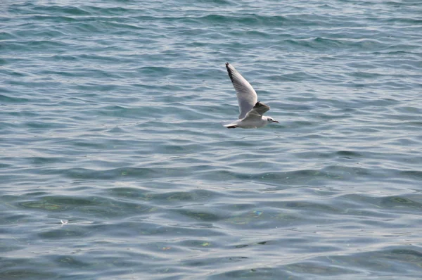 Bel Oiseau Larus Ridibundus Mouette Tête Noire Dans Milieu Naturel — Photo