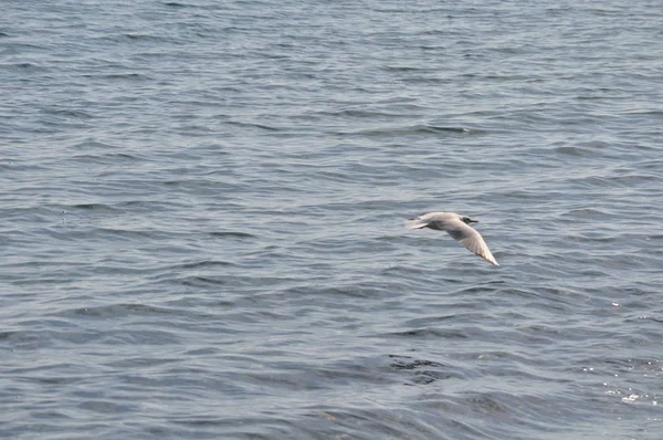 Bel Oiseau Larus Ridibundus Mouette Tête Noire Dans Milieu Naturel — Photo