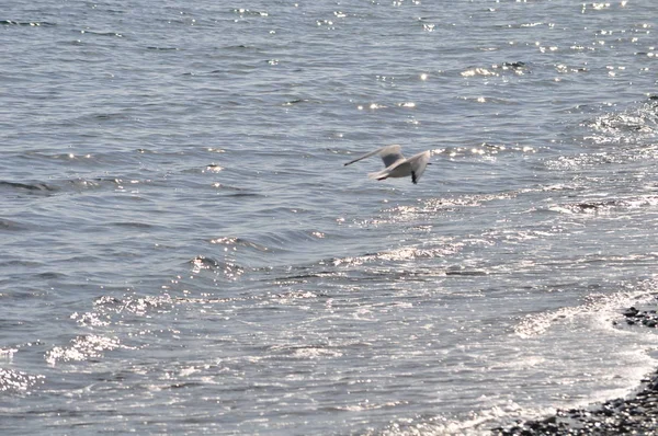 Doğal Ortamda Güzel Kuş Larus Ridibundus Kara Başlı Martı — Stok fotoğraf