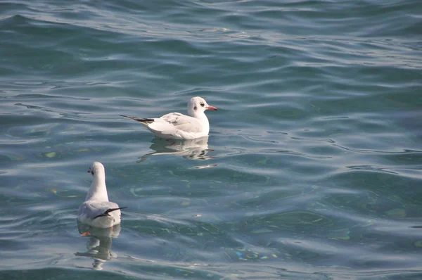 Hermoso Pájaro Larus Ridibundus Gaviota Cabeza Negra Entorno Natural — Foto de Stock