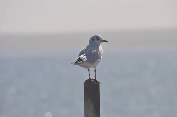 Hermoso Pájaro Larus Ridibundus Gaviota Cabeza Negra Entorno Natural — Foto de Stock