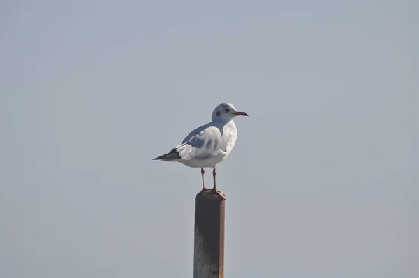 Beautiful Bird Larus Ridibundus Black Headed Gull Natural Environment — Stock Photo, Image