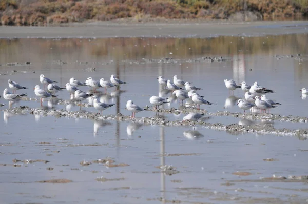 Bel Oiseau Larus Ridibundus Mouette Tête Noire Dans Milieu Naturel — Photo