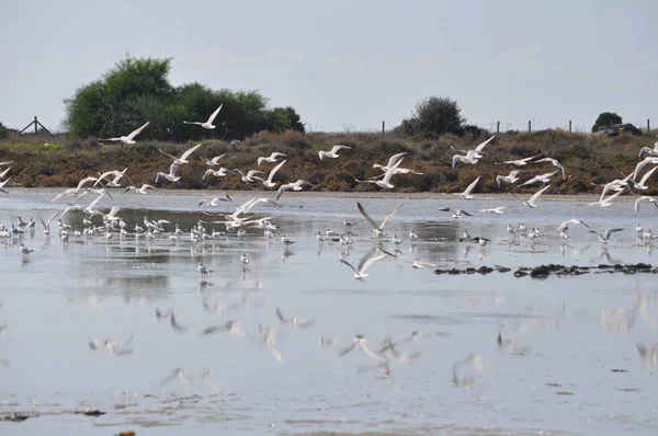 Bel Oiseau Larus Ridibundus Mouette Tête Noire Dans Milieu Naturel — Photo