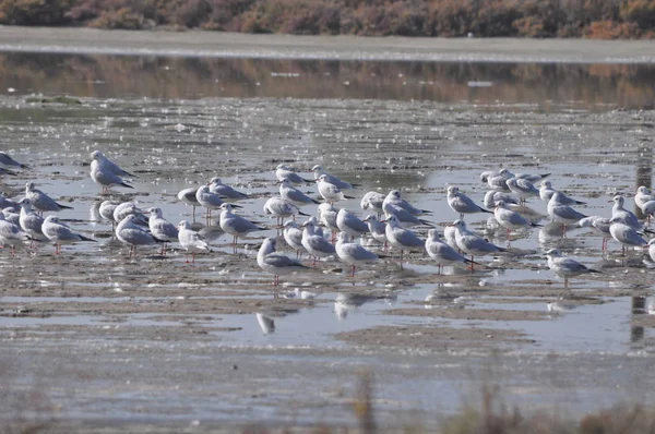 Hermoso Pájaro Larus Ridibundus Gaviota Cabeza Negra Entorno Natural — Foto de Stock