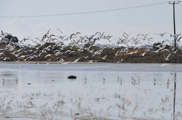 Bel Oiseau Larus Ridibundus Mouette Tête Noire Dans Milieu Naturel — Photo