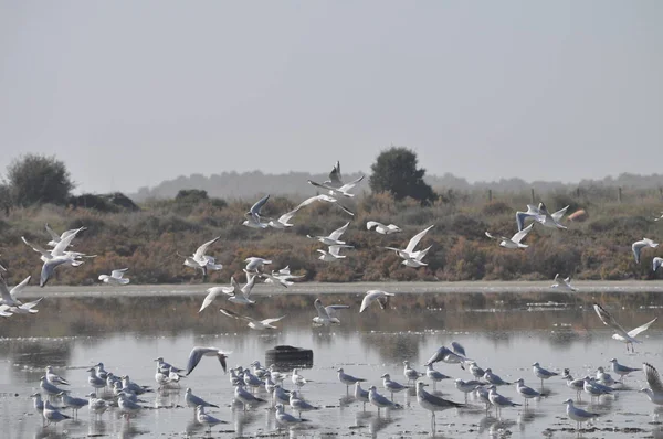 Beautiful Bird Larus Ridibundus Black Headed Gull Natural Environment — Stock Photo, Image