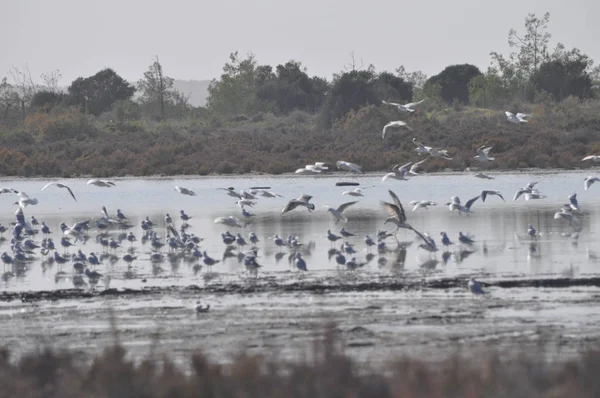 Prachtige Vogel Larus Ridibundus Black Headed Meeuw Natuurlijke Omgeving — Stockfoto