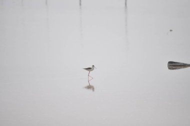 Doğal ortamda güzel kuş siyah kanatlı ayaklı (Himantopus himantopus)