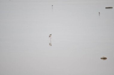 Doğal ortamda güzel kuş siyah kanatlı ayaklı (Himantopus himantopus)