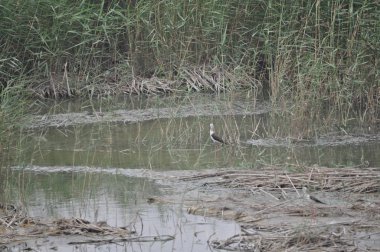 Doğal ortamda güzel kuş siyah kanatlı ayaklı (Himantopus himantopus)