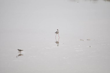 Doğal ortamda güzel kuş siyah kanatlı ayaklı (Himantopus himantopus)