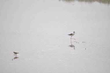 Doğal ortamda güzel kuş siyah kanatlı ayaklı (Himantopus himantopus)
