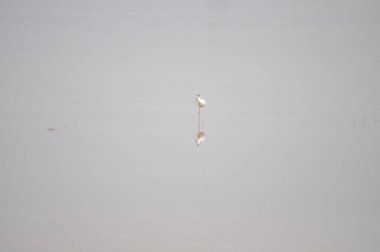 Doğal ortamda güzel kuş siyah kanatlı ayaklı (Himantopus himantopus)