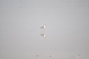 Doğal ortamda güzel kuş siyah kanatlı ayaklı (Himantopus himantopus)