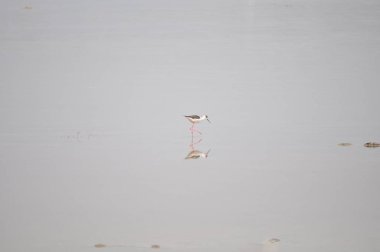 Doğal ortamda güzel kuş siyah kanatlı ayaklı (Himantopus himantopus)