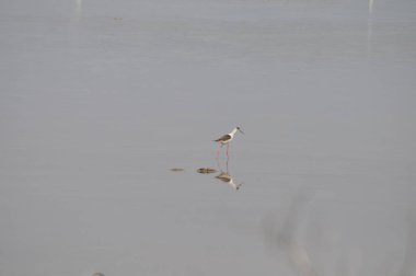 Doğal ortamda güzel kuş siyah kanatlı ayaklı (Himantopus himantopus)