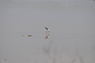 Doğal ortamda güzel kuş siyah kanatlı ayaklı (Himantopus himantopus)