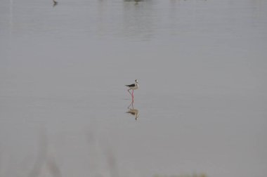Doğal ortamda güzel kuş siyah kanatlı ayaklı (Himantopus himantopus)