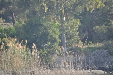 Doğal ortamda güzel kuş siyah kanatlı ayaklı (Himantopus himantopus)