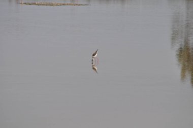 Doğal ortamda güzel kuş siyah kanatlı ayaklı (Himantopus himantopus)