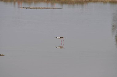 Doğal ortamda güzel kuş siyah kanatlı ayaklı (Himantopus himantopus)