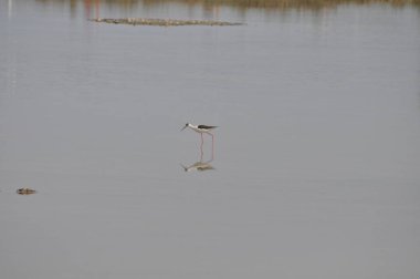 Doğal ortamda güzel kuş siyah kanatlı ayaklı (Himantopus himantopus)