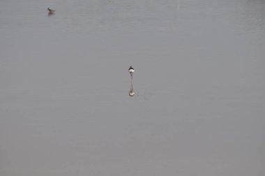 Doğal ortamda güzel kuş siyah kanatlı ayaklı (Himantopus himantopus)