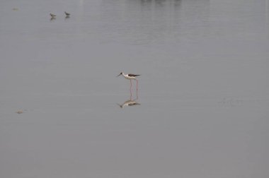 Doğal ortamda güzel kuş siyah kanatlı ayaklı (Himantopus himantopus)