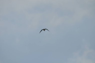 Doğal ortamda güzel kuş siyah kanatlı ayaklı (Himantopus himantopus)