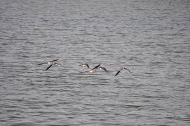 Doğal ortamda güzel kuş siyah kanatlı ayaklı (Himantopus himantopus)