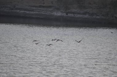 Doğal ortamda güzel kuş siyah kanatlı ayaklı (Himantopus himantopus)
