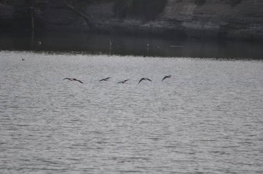 Doğal ortamda güzel kuş siyah kanatlı ayaklı (Himantopus himantopus)