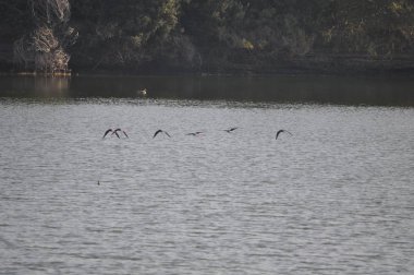 Doğal ortamda güzel kuş siyah kanatlı ayaklı (Himantopus himantopus)