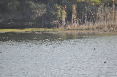 Doğal ortamda güzel kuş siyah kanatlı ayaklı (Himantopus himantopus)