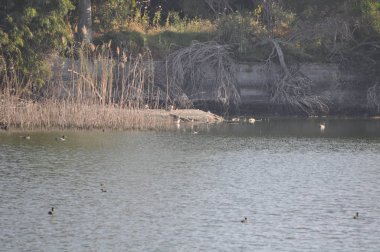 Doğal ortamda güzel kuş siyah kanatlı ayaklı (Himantopus himantopus)