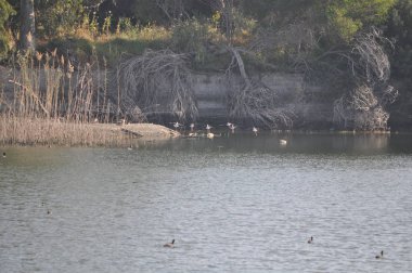 Doğal ortamda güzel kuş siyah kanatlı ayaklı (Himantopus himantopus)