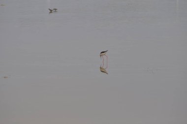 Doğal ortamda güzel kuş siyah kanatlı ayaklı (Himantopus himantopus)