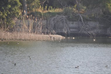 Doğal ortamda güzel kuş siyah kanatlı ayaklı (Himantopus himantopus)