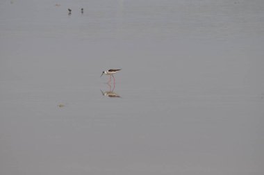 Doğal ortamda güzel kuş siyah kanatlı ayaklı (Himantopus himantopus)
