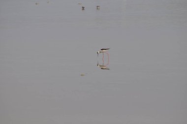 Doğal ortamda güzel kuş siyah kanatlı ayaklı (Himantopus himantopus)