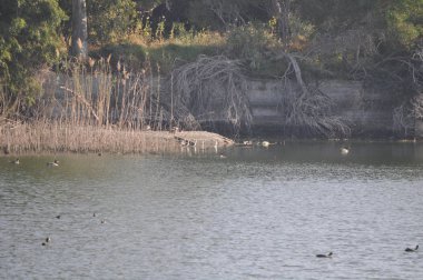 Doğal ortamda güzel kuş siyah kanatlı ayaklı (Himantopus himantopus)