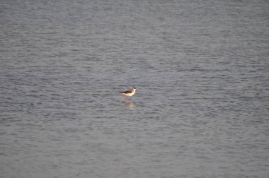 Doğal ortamda güzel kuş siyah kanatlı ayaklı (Himantopus himantopus)