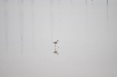 Doğal ortamda güzel kuş siyah kanatlı ayaklı (Himantopus himantopus)