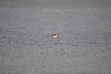 Doğal ortamda güzel kuş siyah kanatlı ayaklı (Himantopus himantopus)