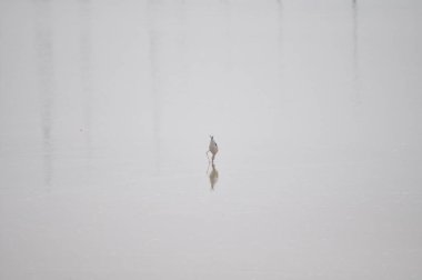 Doğal ortamda güzel kuş siyah kanatlı ayaklı (Himantopus himantopus)