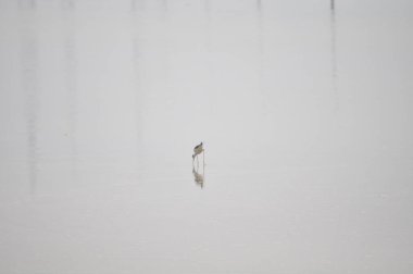Doğal ortamda güzel kuş siyah kanatlı ayaklı (Himantopus himantopus)